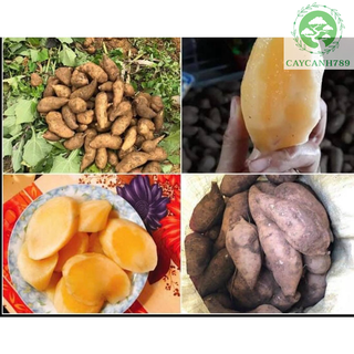 Khoai Sâm loại 1 đạc sản lào cai (1kg) Sâm đất ăn có vị ngọt thanh, mát, nhiều nước. Và có nhiều tác dụng.