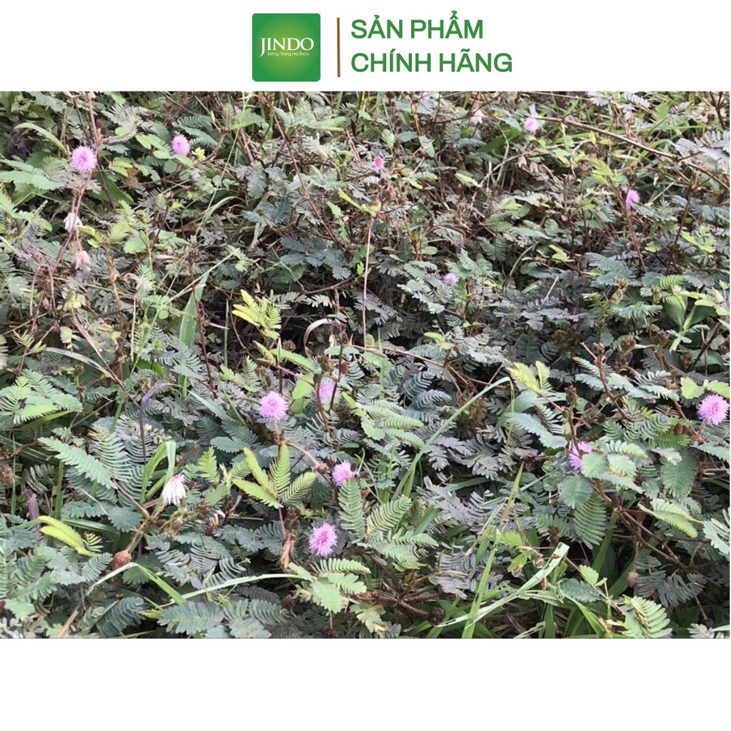 Cây xấu hổ khô thượng hạng JINDO 1kg