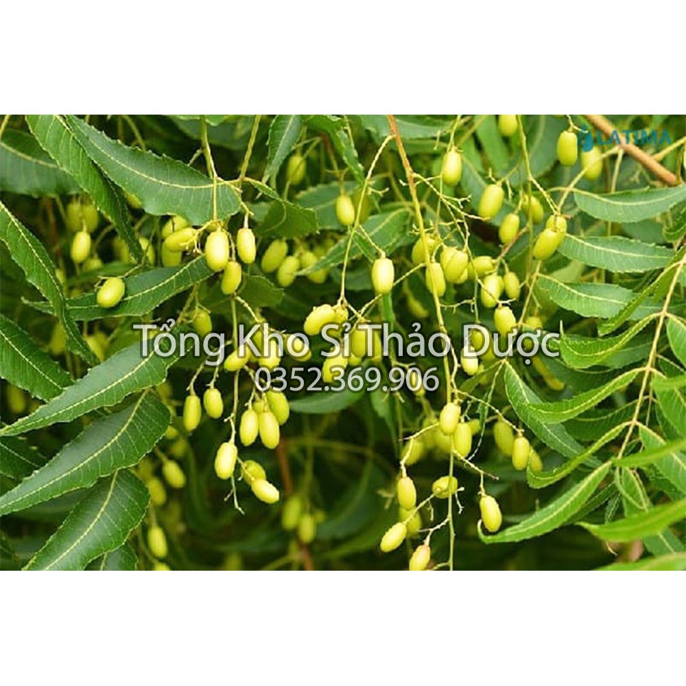 Lá neem khô Ấn Độ 1kg (Ổn định, kiểm soát đường huyết)