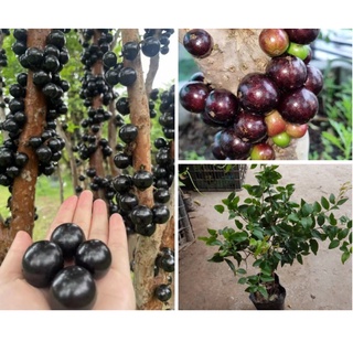 Cây nho thân gỗ - cây nhập khẩu-chất lượng ảnh thật ảnh số 4