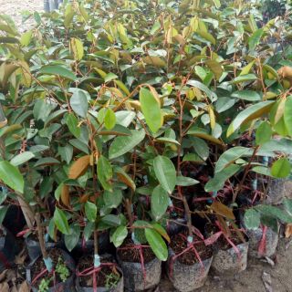 Cây vú sữa tím lò rèn
