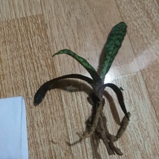 Lan hài giáp rất đẹp