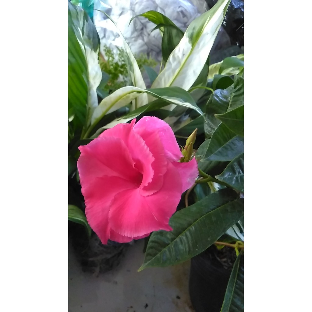 Dây leo hoa hồng anh - Cây hoa hồng anh