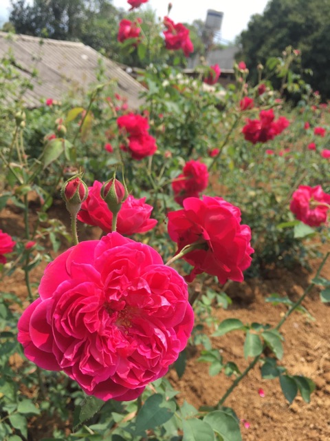 Trà hoa hồng cỏ ngọt tự làm bằng nguyên liệu hoa vườn nhà