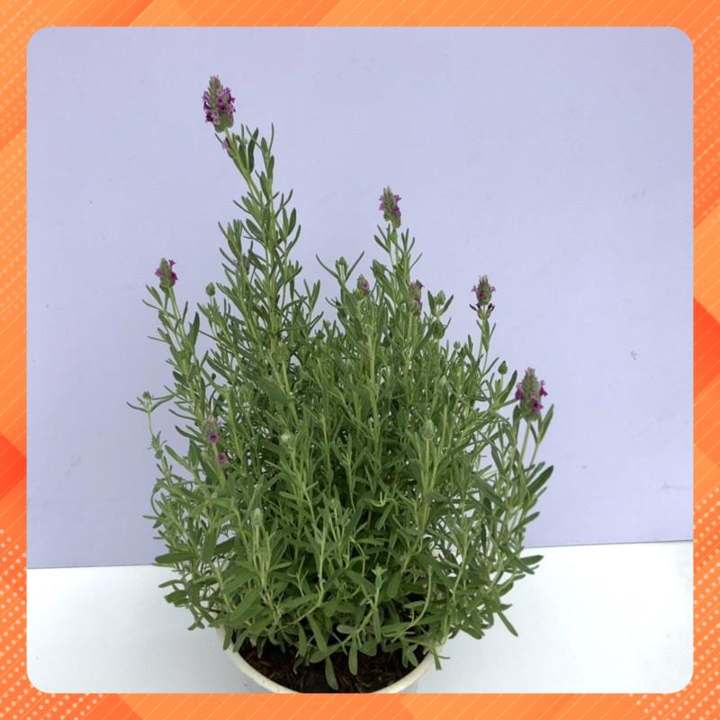 Cây lavender - oải hương dentana (ảnh thật) đang nụ và hoa.