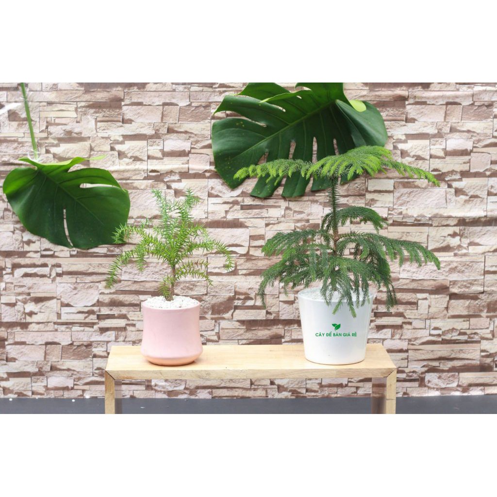 Caykiengsadec - Cây Tùng Kim - Cây cảnh mini để bàn