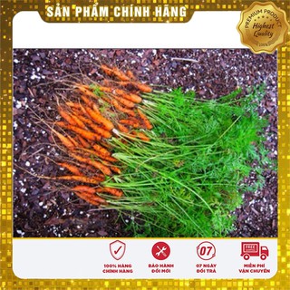 Hạt Giống Cà Rốt Mini(100 hạt)