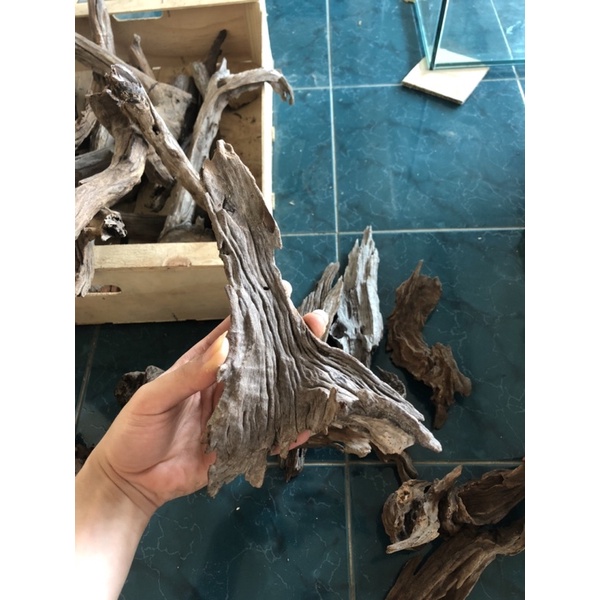 Lũa siêu mini dùng setup bể cá thuỷ sinh, bể bán cạn, terrarium