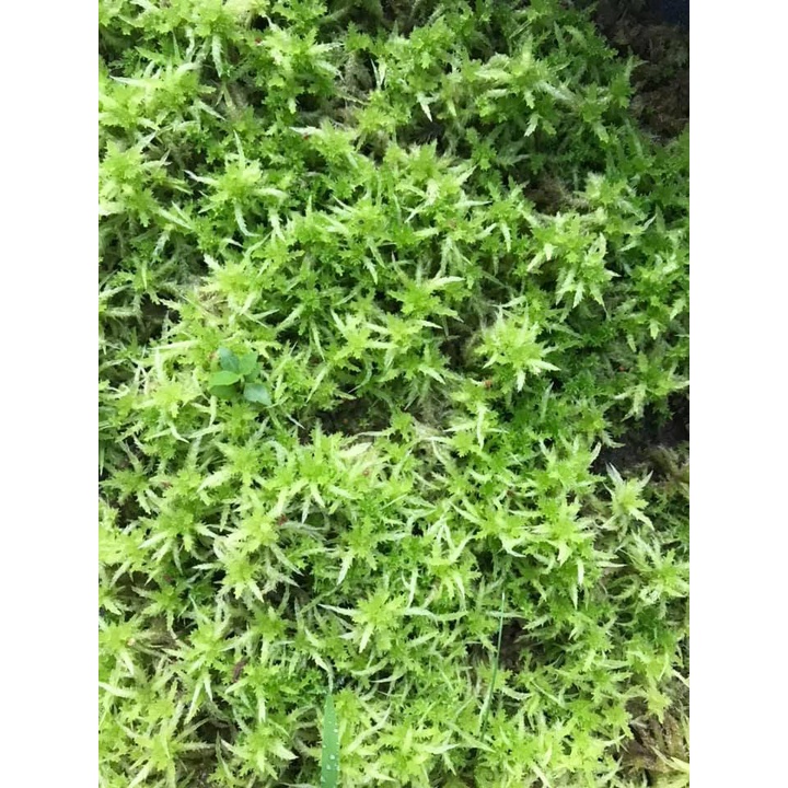 Combo Đất trộn sẵn và dụng cụ trồng Terrarium