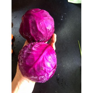 Hạt Giống Bắp Cải Tím F1 Chịu Nhiệt, Năng Suất Cao