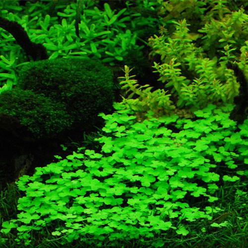 Rau má hương - cây thủy sinh tiền cảnh - 40k/tất 10x10