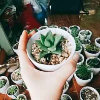 Combo 2 chậu xương rồng