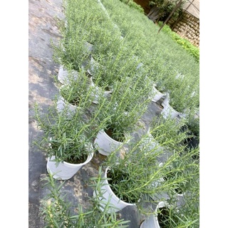 Chậu Hương thảo 20-30 cm