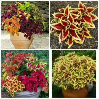 Hạt giống cây lá màu 40_50 hạt