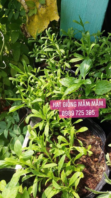 Cẩm chướng 50k/1.200 hạt