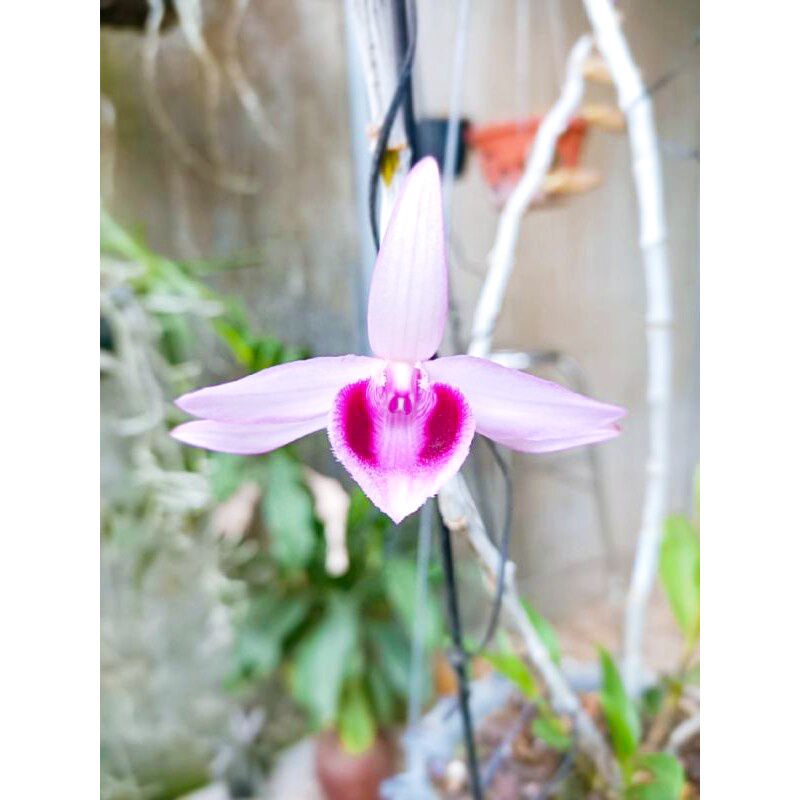 Combo 3 cây giống  Lan Giả hạc TÍM KBANG