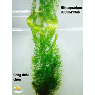 Rong đuôi chồn thuỷ sinh :1️⃣0️⃣ k / combo 6 cây . Dễ trồng cho người mới chơi