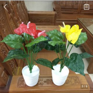 Cây hồng môn trang trí