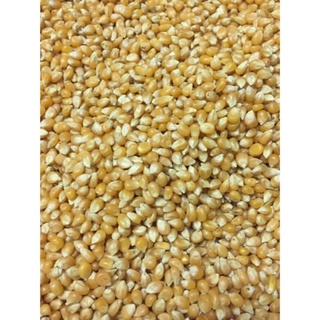 Bắp rang bơ 1kg đều hạt