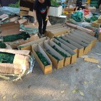 Cây thông 1m50 + phụ kiện