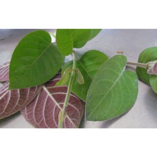Lá mơ tươi nhà trồng - 200g
