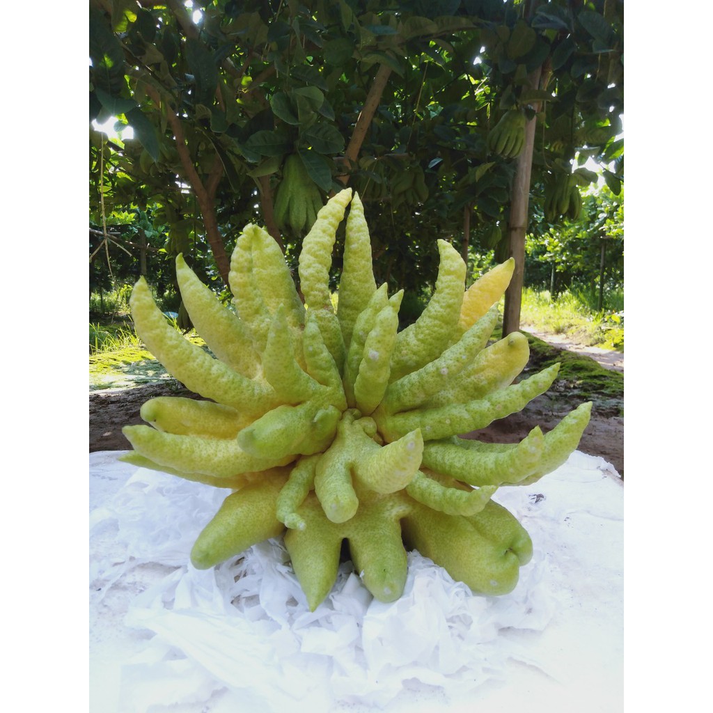 Quả Phật thủ bày ban thờ ngày lễ tết (sẵn hàng) | BigBuy360 - bigbuy360.vn