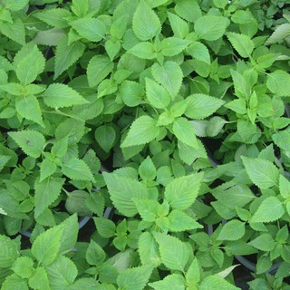 Hạt Giống Rau Kinh Giới (1 Gr) - Thơm Ngon, Dễ Trồng - MUA 3 TẶNG 1 CÙNG LOẠI