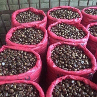 HẠT DẺ TRÙNG KHÁNH LOẠI 1