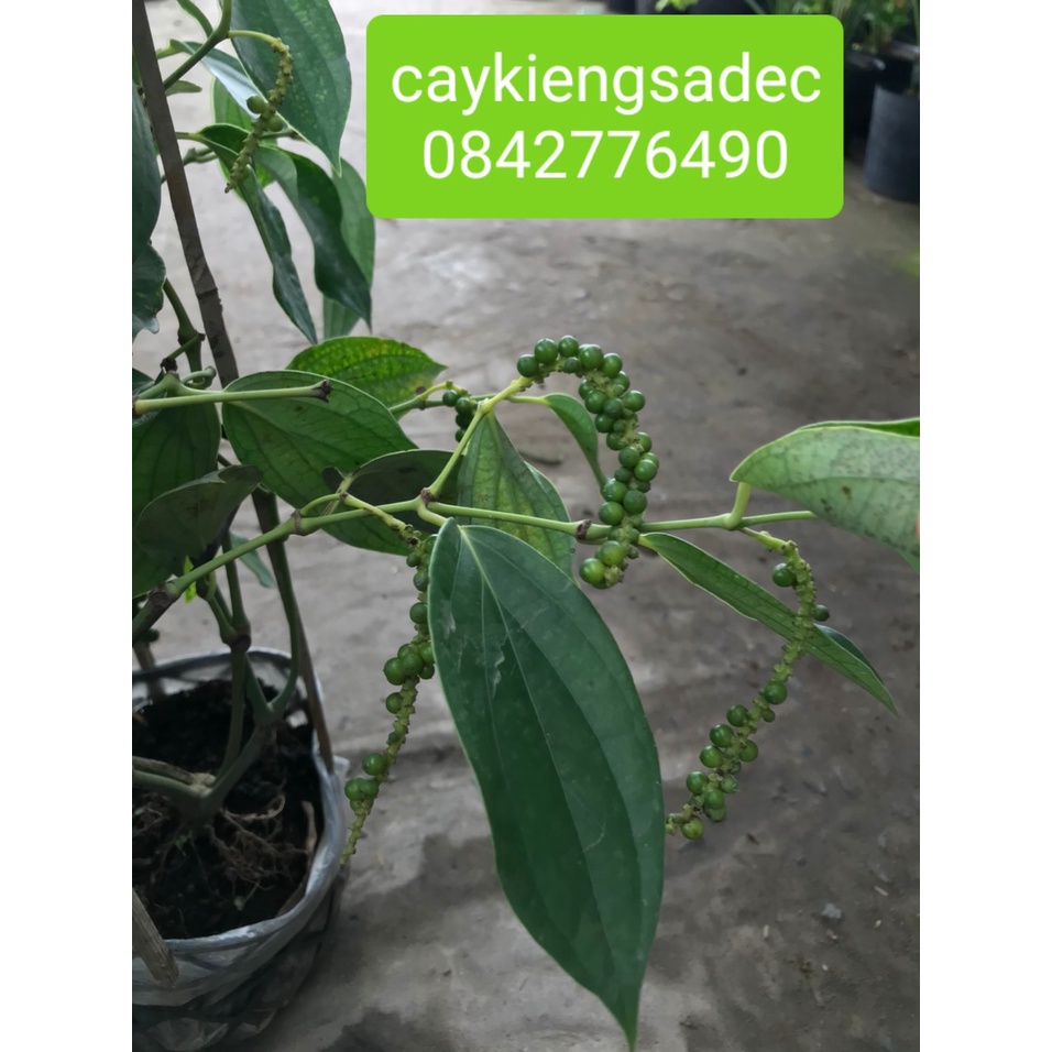 Caykiengsadec- Cây tiêu+tặng phân bón cho cây- hoa lá cây kiểng-