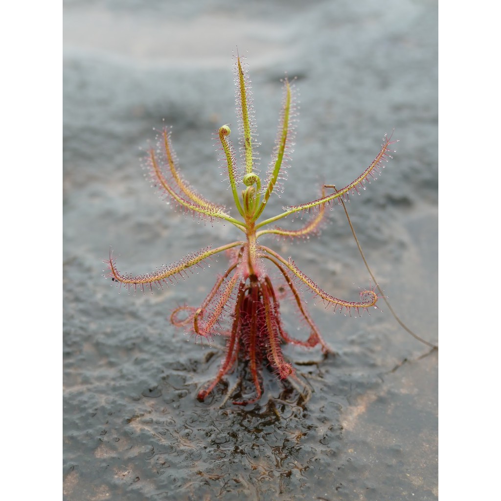 Bộ gieo hạt Giống Cây Drosera Indica Red, Cây Bẫy keo, cây ăn thịt, cây gọng vó