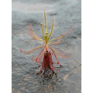 Cây gọng vó Drosera Indica Red