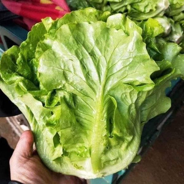 HẠT GIỐNG XÀ LÁCH SANCHU GÓI 5GRAM