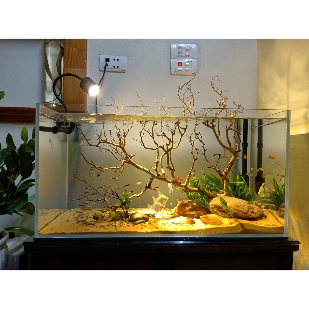 Đèn Rọi Thuỷ Sinh Biotop 3 Chế Độ Màu 3W / 5W / 7W | Vàng - Trắng - Nắng Vàng