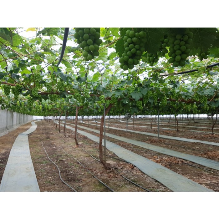 Nho Mẫu Đơn  bảo hành 14 ngày