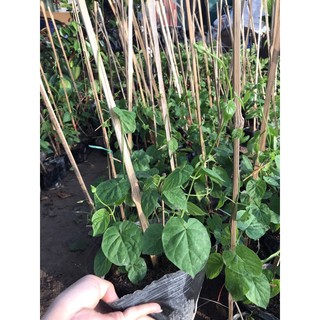 THIÊN LÝ SIÊU HOA