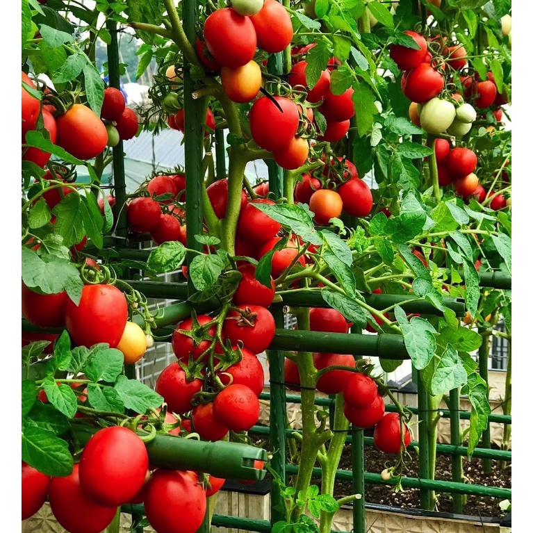 Hạt giống cà chua bi chùm đỏ nhập thái lan nguyên gói ( Cherry Tomato Sweet girl)