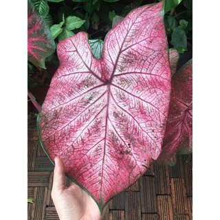 củ môn các loại