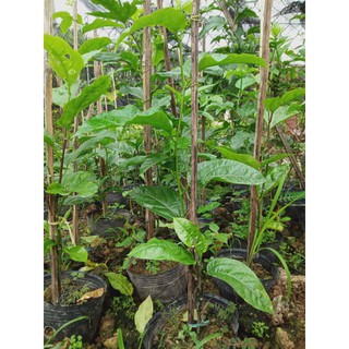 Cây chanh leo 1,1m quả tím ruột vàng chua ngon mọng nước bền gốc