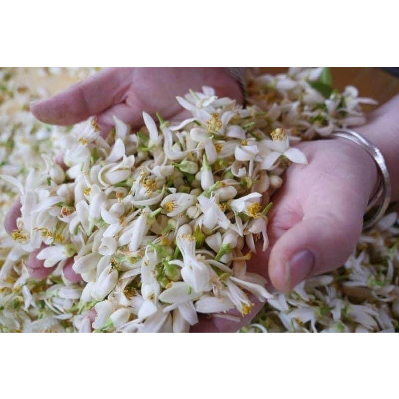 Nước hoa Fleur d’Oranger _ Fragonard Pháp