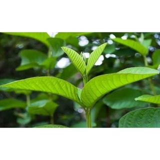lá ổi tươi ( ỔI RỪNG OGANIC 100g)