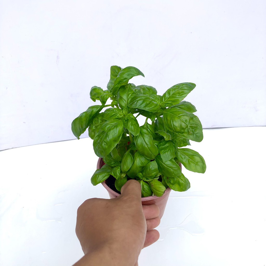 Cây húng tây sweet basil (Ảnh thật)