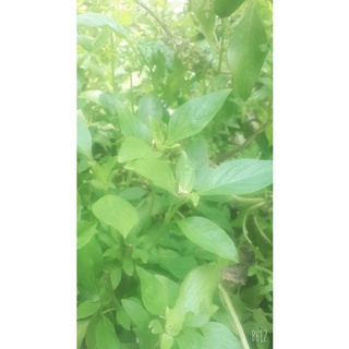 100 HẠT GIỐNG RAU HÚNG QUẾ( QUẾ THƠM)