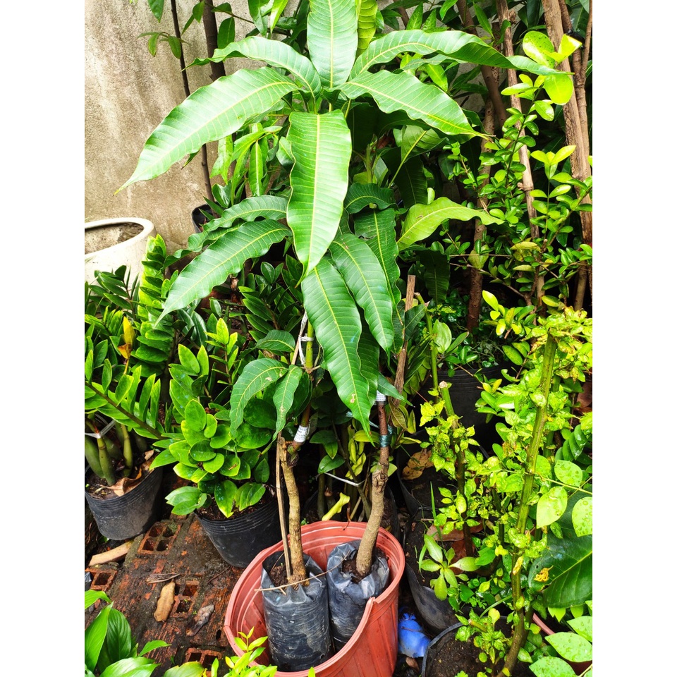 Cây xoài cát hòa lộc giống - cao 1-1.5m, cây khỏe mạnh dễ trồng  Mangifera indica L - mango tree