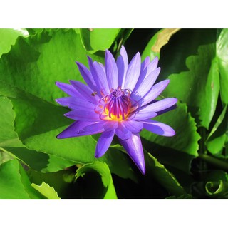 Hạt giống hoa Súng Thái 5 màu