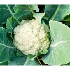 2Gram ~ 350 Hạt Giống Súp Lơ Trắng Tuyết Cuống Xanh