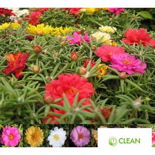 Giống hoa Mười giờ mix (100 hạt nhiều màu)