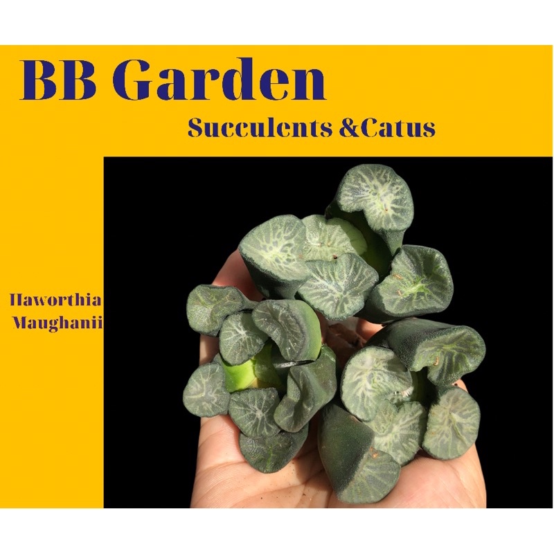 SEN ĐÁ Haworthia Maughanii