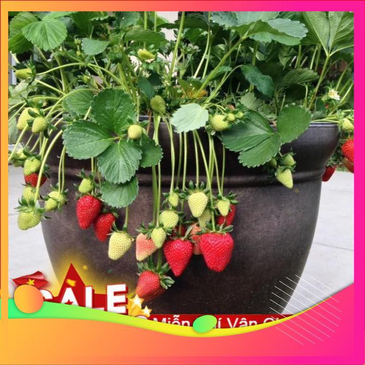 Hạt Giống Dâu Tây Chịu Nhiệt F1- VIETGAR