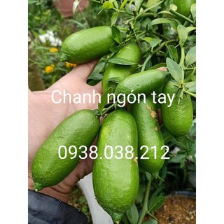 Cây chanh ngón tay