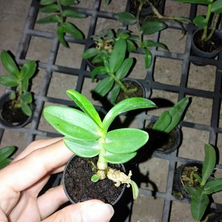 Trầm rồng đỏ cây giống
